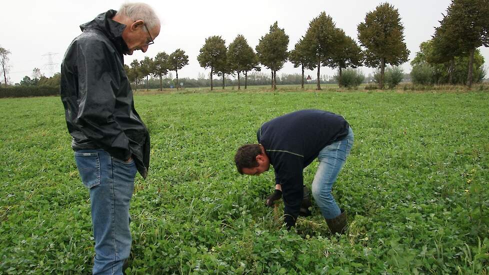 Inkarnaatklaver op het land van Jan Mesu in Oudelande.