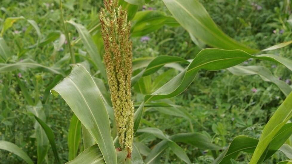 Sorghum en voedererwt.