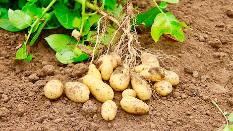 Slecht weer zorgt voor meer dynamiek op de aardappelmarkt en oplopende prijzen