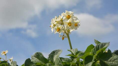 Nederland kritisch over (concept)norm voor effectiviteit biostimulanten