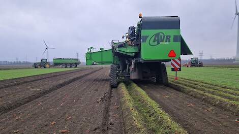 Fotoserie: Peen rooien met aardappelrooier op rupsbanden