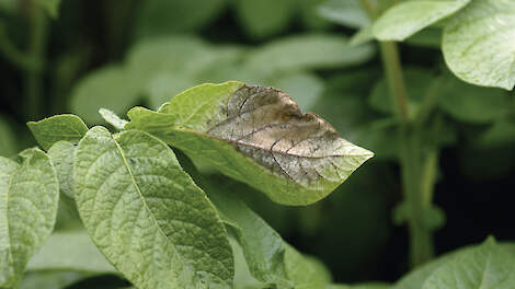 Vijf voor twaalf voor aanpak phytophthora