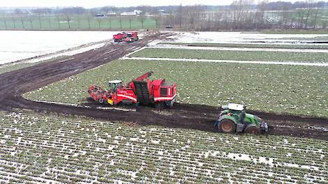 Zorgen over oogst en verwerkbaarheid laatste 2.250 hectare bieten