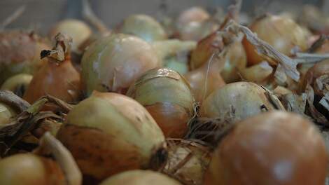 Supermarkt Plus gaat alle uien biologisch aanbieden