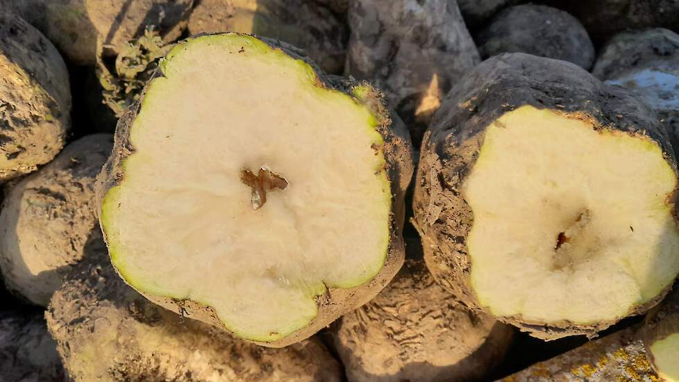 Een aantal bieten begint in de kop al te rotten. Schippers vindt dat de schade nog best meevalt. „Ze zien er eigenlijk nog goed uit na de vorst. Ik denk dat ik ze niet had moeten aanmelden voor vorst regeling, maar ja, achteraf…..”