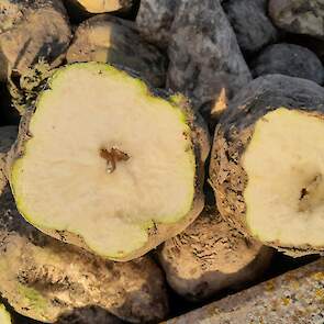 Een aantal bieten begint in de kop al te rotten. Schippers vindt dat de schade nog best meevalt. „Ze zien er eigenlijk nog goed uit na de vorst. Ik denk dat ik ze niet had moeten aanmelden voor vorst regeling, maar ja, achteraf…..”