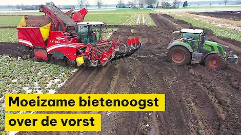 Video: Moeizame bietenoogst over de vorst in Markelo