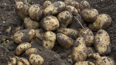 Al weken geen beweging op aardappelmarkt