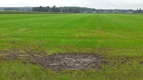 Boerenweercolumn: Komende week gaat het gras weer groeien