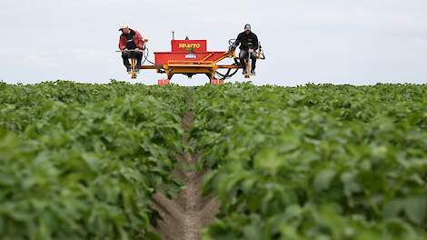 ‘Y-virus binnen vier dagen in de aardappelknol’