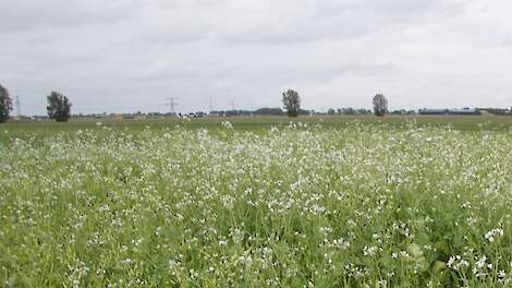 Regeneratieve landbouw groeit door interesse bij bedrijfsleven en overheid