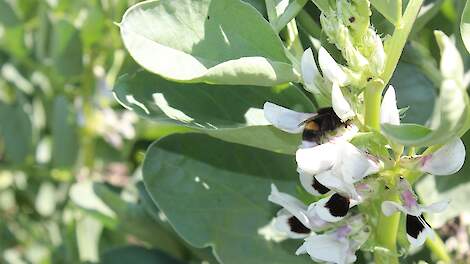 Eiwitteelt of vanggewassen in plaats van braaklegging?