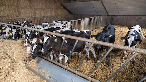 Column: Dierwaardige veehouderij in een voedselstrategie