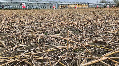 Video: Vorstgevoeligheid groenbemesters in beeld