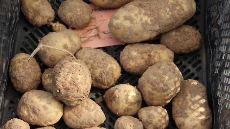 Fritesverwerkers produceren afgepast