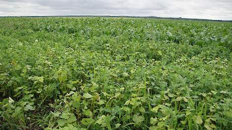 Combineren hoogproductieve landbouw met biodiversiteit en bodemkwaliteit grote uitdaging