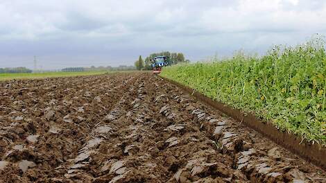 Zonder granulaat aaltjes en ritnaalden onder controle houden