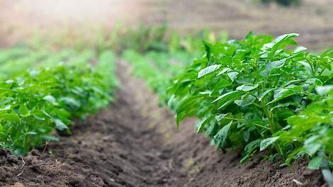 Wees alert op Phytophthora aantasting bij de start van het aardappel groeiseizoen!