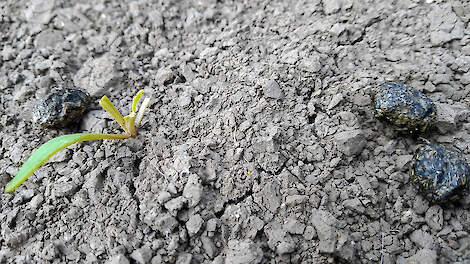 Hazenvraat in jonge bieten: melden bij faunaschade