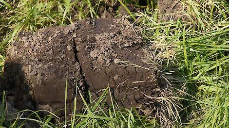 Pak structuurproblemen aan met rietzwenk als hoofdteelt