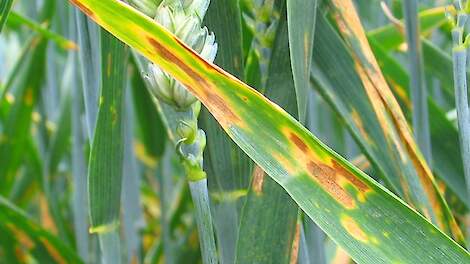 Graanziektebarometer: Septoria in wintertarwe Ebelsheerd