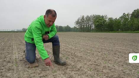 Video: Let op temperatuur bij groeiregulatie tarwe