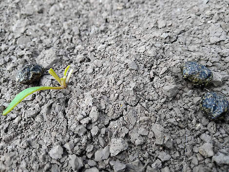 Bij vreterij door hazen zijn de bladeren afgevreten en zijn ook regelmatig hazenkeutels zichtbaar. Ook dergelijke schade dient de teler te melden.