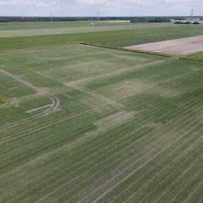 Perceel zaaiuien met valplekken en droogte stress