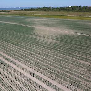 Perceel zaaiuien met valplekken en droogte stress (ZE)