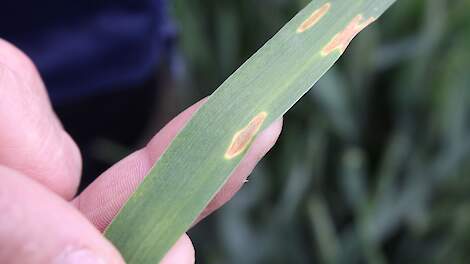 Lichte stijging septoria aantasting wintertarwe