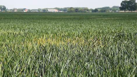 LCG: ‘Gele en bruine roest en septoria rukken op in wintertarwe