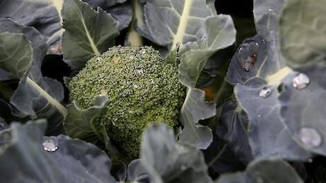 Robuust broccoli-teeltsysteem nodig voor voedselzekerheid