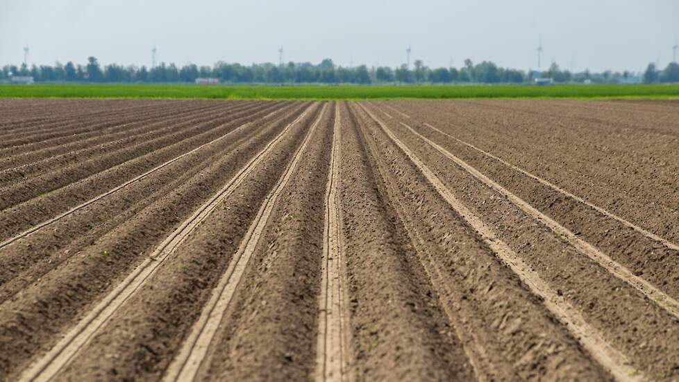 Het bouwplan van Holstein is behoorlijk intensief: Veel rooigewassen en slechts 7,5 hectare tarwe.