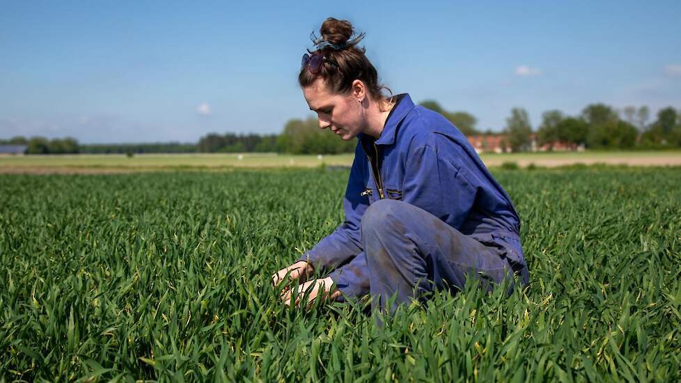 Hester in de tarwe. Zolang haar vader boer is, heeft hij geen tarwe in het bouwplan gehad. Dit jaar is dat voor het eerst. „In de jaren daarvoor teelde ik koolraap in plaats van graan. En ach, een rustgewas? Als ik na veertig jaar met zo’n bouwplan nog st