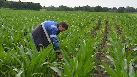 Controle op knolcyperus weer van start