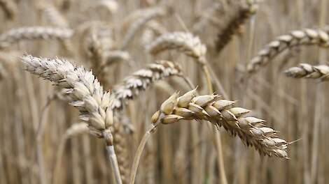 Agrifirm sluit uitdagend graanjaar af met lagere poolprijzen