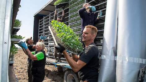 Broccoliteelt kampt met krimpend middelenpakket: ‘Teelt wordt een risicovolle onderneming’