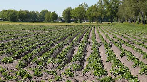 Forse phytophthora- en luizen druk in aardappelen