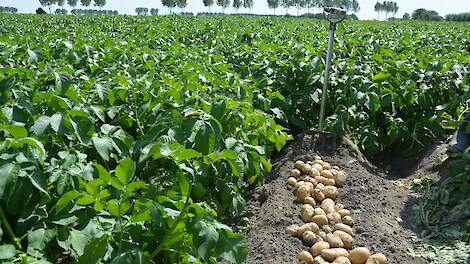 Uitdagend seizoen uit zich ook in teelt vroege Thoolse aardappelen