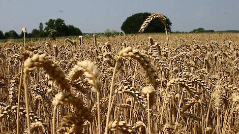 FAO-prijsindex stijgt licht voor derde maand op rij