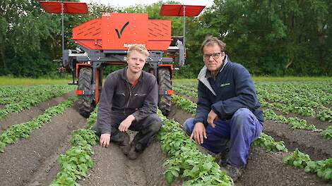 Hoe biostimulanten de miniknollen van Theo en Bas Amsing helpen