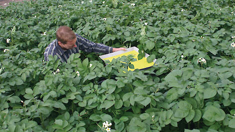 Grip op luizen in pootaardappelen