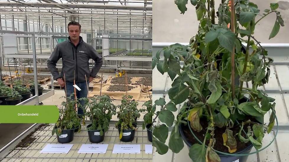 Mandipropamid bestrijdt effectief Phytophthora-stam EU46 op aardappelen