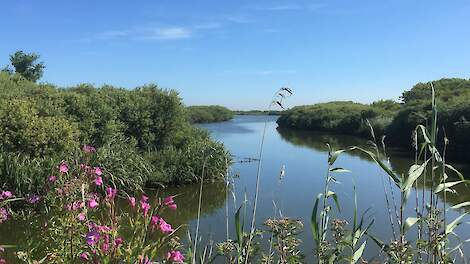 Bron dinoterb in Noord-Hollandse wateren nog altijd onbekend