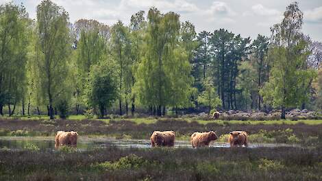 Oostenrijk draait: Europese natuurherstelwet toch aangenomen