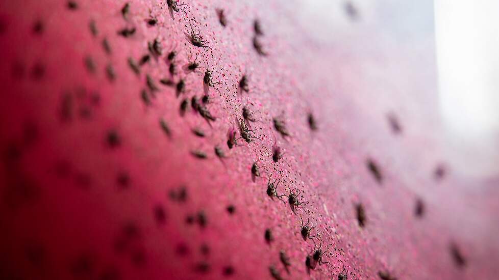 Als de vliegen volwassen zijn, wordt de temperatuur verlaagd. Hierdoor krijgen ze het idee dat ze de winter in gaan. De vliegen zitten zoveel mogelijk tegen de verlichte zijwand aan. Wanneer het licht dooft, vallen de vliegen in een diepe (winter)slaap.