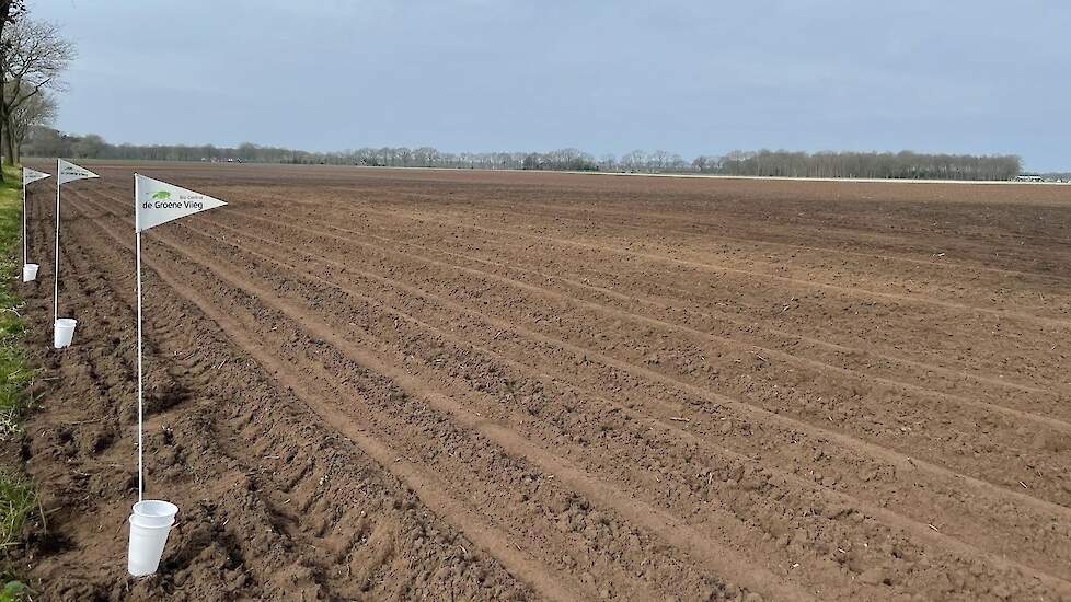 Gedurende het groeiseizoen worden uienvliegen gevangen in de valgroepen, om de druk te monitoren. Deze witte bekertjes worden wekelijks geleegd en de inhoud wordt onderzocht op de aanwezigheid van vliegen. Hier komt de roze kleur van pas: In het lab kan z