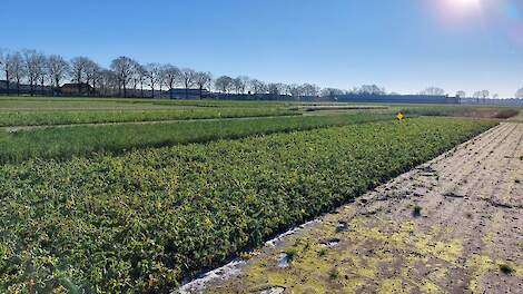 Poll: Het gebruik van groenbemesters is essentieel voor het vastleggen van stikstof en het verbeteren van de bodemstructuur