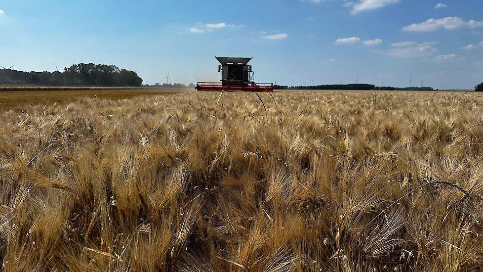 Hij teelt hier het brouwgerstras Pixel. Hij hoopt in deze paar mooie dagen in totaal 20 hectare te dorsen.