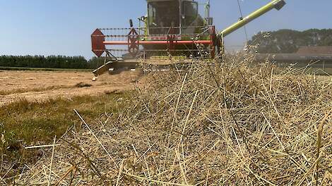 Graszaadteelt heeft weinig last van slechte weersomstandigheden